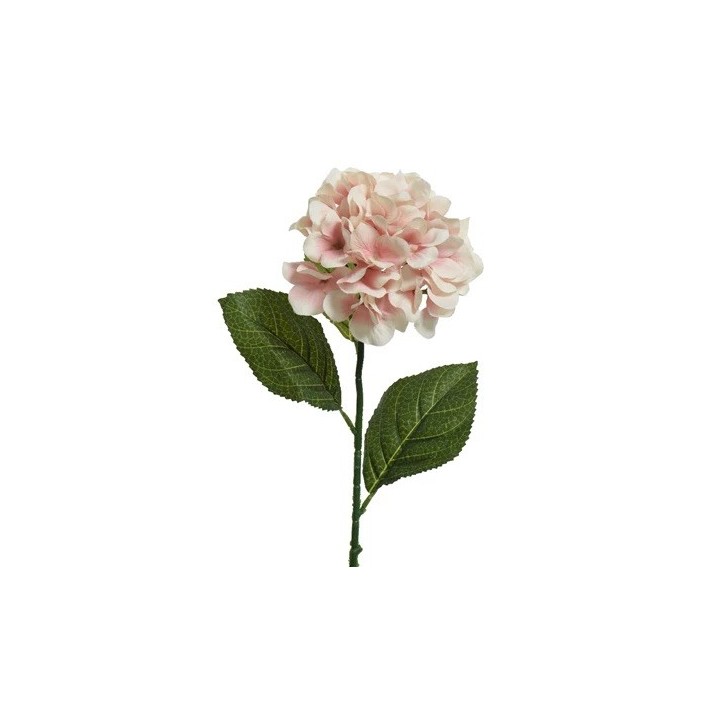 A delicate pink hydrangea flower with green leaves on a slender stem.
