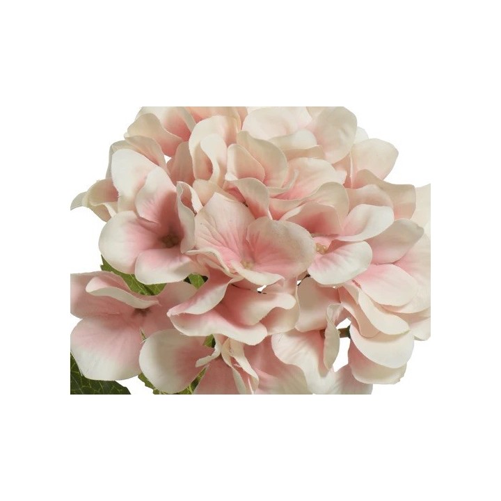 Delicate clusters of pale pink flowers with soft, rounded petals and lush green leaves.