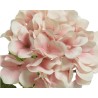 Delicate clusters of pale pink flowers with soft, rounded petals and lush green leaves.