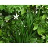 Feuillage luxuriant avec une fleur blanche au centre, nuances de vert éclatantes.