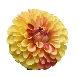 Fleur volumineuse aux pétales jaunes et orangés, évoquant la chaleur du soleil.