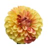Fleur volumineuse aux pétales jaunes et orangés, évoquant la chaleur du soleil.