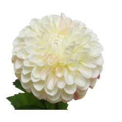 Fleur dahlia blanche aux pétales délicatement ondulés et feuillage vert.