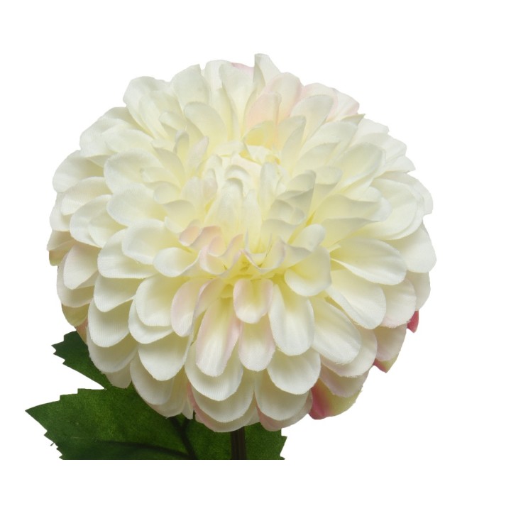 A soft, creamy white dahlia with layered petals and green leaves.