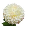 Fleur dahlia blanche aux pétales délicatement ondulés et feuillage vert.