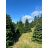 Grand sapin Nordmann | SAPINS.BE SRL Grand sapin Nordmann | SAPINS.BE SRL
