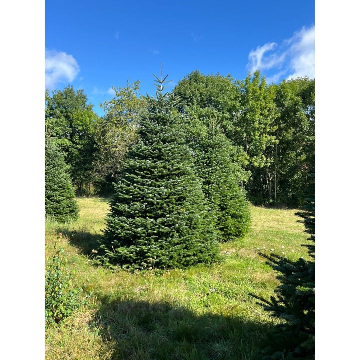 Groene dennenbomen in een zonnig veld, omringd door weelderig groen en een helderblauwe lucht.