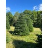 Grand sapin Nordmann | SAPINS.BE SRL Grand sapin Nordmann | SAPINS.BE SRL