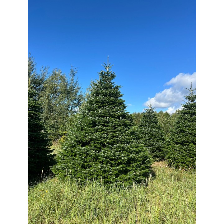 Groene dennenboom in een veld, omringd door hoge grasplanten en een heldere blauwe lucht.