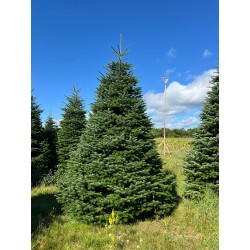 Grand sapin Nordmann | SAPINS.BE SRL