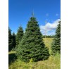 Grand sapin Nordmann | SAPINS.BE SRL Grand sapin Nordmann | SAPINS.BE SRL