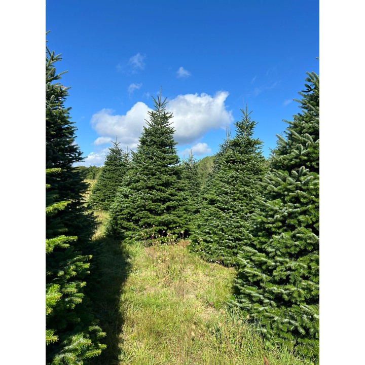 Groene dennenbomen staan dicht bij elkaar onder een heldere blauwe lucht met enkele wolken.