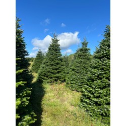 Grand sapin Nordmann | SAPINS.BE SRL