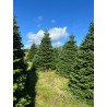Grand sapin Nordmann | SAPINS.BE SRL Grand sapin Nordmann | SAPINS.BE SRL