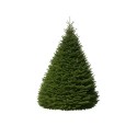 Large Nordmann Christmas tree