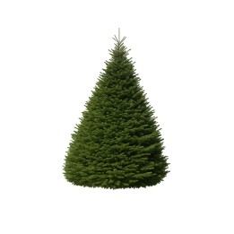 Een volle, groene dennenboom in een symmetrische, conische vorm op een witte achtergrond.