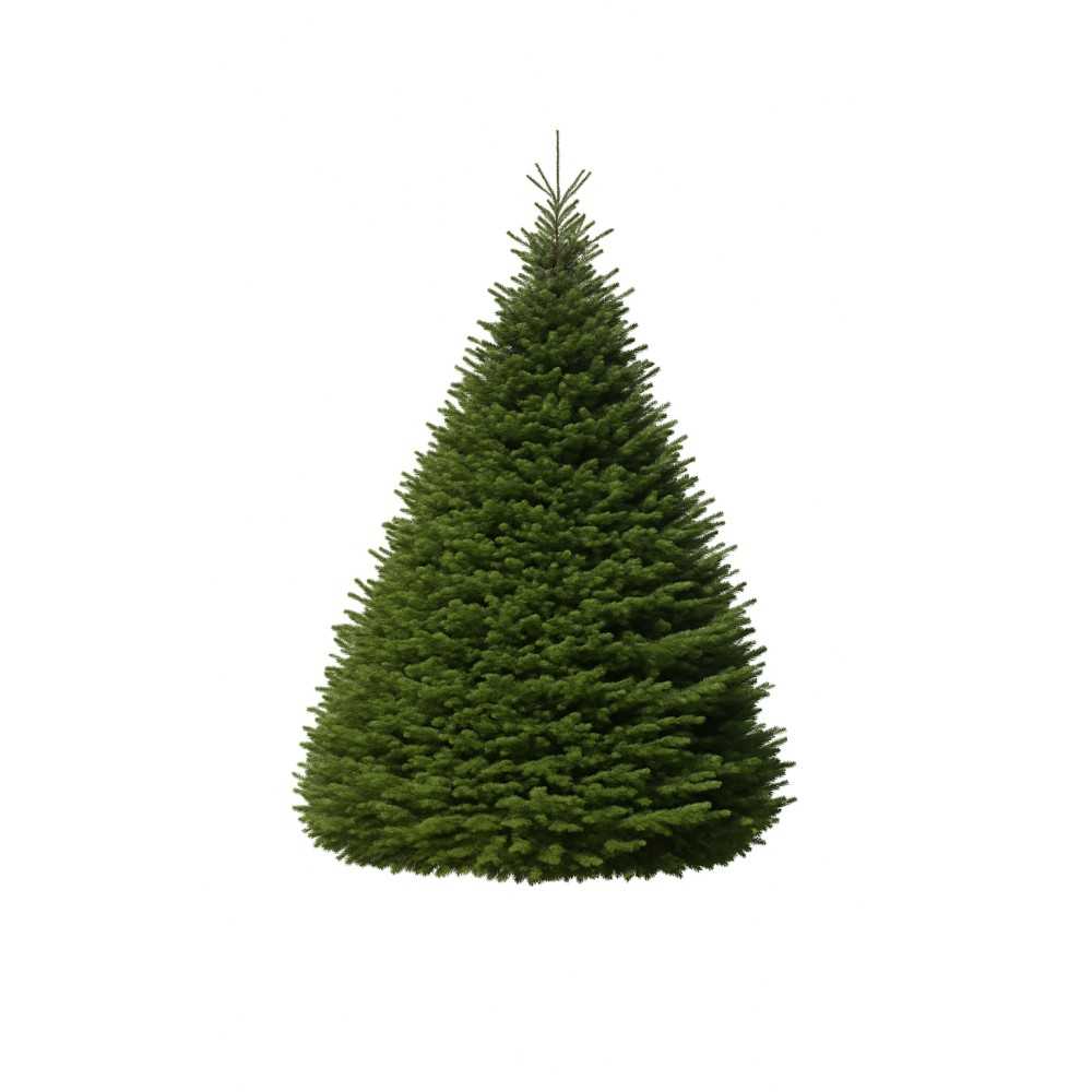 Grand sapin de Noël Nordmann de 350 à 400 cm