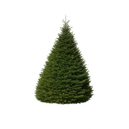 Grand sapin Nordmann | SAPINS.BE SRL Sapins.be vous propose des sapins Nordmann coupés de 300 à 500 cm avec une base d’eau ou une croix. On le surnomme la Rolls Royce du sapin, ses aiguilles sont résistantes, c’est pour ces raisons que beaucoup de foyers belges ont remplacé leur sapin traditionnel par ce nouveau venu du Caucase. Depuis les années 2007, nous développons la culture de Nordmann en Belgique. Ce sapin robuste forme une pyramide magnifique, d’un vert brillant. Pourquoi choisir le Nordmann naturel coupé ? C’est un arbre noble, d’une forme conique harmonieuse avec des étages bien marqués, facilitant sa décoration lors des fêtes de fin d’année. Mais là ne sont pas ses seuls atouts :Ultra frais, nos arbres de Noël ne sont pas coupés avant le 20 novembre. Coloris vert foncé, intense et brillant, avec des reflets glacés pour un effet hiver extraordinaire. Aiguilles souples, douces et résistantes. C’est le sapin idéal pour éviter les saletés car il garde ses aiguilles, même desséché. Résistant. Bien qu’il soit déconseillé de placer le sapin près d’une importante source de chauffage, la variété d’arbre Nordmann résiste particulièrement bien à la chaleur. Peu odorant. Son odeur discrète est optimale pour les lieux divers ou les surfaces commerciales ne se mariant pas avec l’odeur du sapin. Forme conique et régularité des branches. C’est un sapin magnifique qui est particulièrement facile à décorer. Durable et robuste. Vous pouvez garder sans aucun problème votre Nordmann du 1er décembre à début janvier. Même desséché, le sapin garde des allures d’arbre vivant. Touffu. Parce que sa croissance est relativement lente, c’est un arbre densément garni et dont les branches se disposent naturellement de manière très harmonieuse.Le Nordmann et Sapins.be, une expertise qui se développe Le Nordmann a longtemps été une espèce monopolisée par le Danemark particulièrement adapté pour cette espèce. Mais depuis quelques années la Belgique cultive également cet arbre de noël noble. Sapins.be a particulièrement poussé le développement de cette culture. C’est pourquoi notre production est majoritairement belge, presqu’à 100%. Depuis des années, nous travaillons avec un producteur de confiance. Nous lui imposons une qualité irréprochable pour chacun des sapins commandés. Pour l’anecdote : cet arbre tient son nom du botaniste finnois qui l’a découvert en Géorgie au 19ème siècle : Alexander Von Nordmann. En savoir plus sur nos services ou nos idées de déco ? Spécialiste de la décoration, la commercialisation et la livraison de sapins de Noël, Sapins.be est à votre disposition pour vos commandes en ligne ou si vous avez la moindre question. N’hésitez-pas à nous contacter via notre formulaire de contact en ligne. Nous vous répondons dans les plus brefs délais. Grand sapin Nordmann | SAPINS.BE SRL Sapins.be vous propose des sapins Nordmann coupés de 300 à 500 cm avec une base d’eau ou une croix. On le surnomme la Rolls Royce du sapin, ses aiguilles sont résistantes, c’est pour ces raisons que beaucoup de foyers belges ont remplacé leur sapin traditionnel par ce nouveau venu du Caucase. Depuis les années 2007, nous développons la culture de Nordmann en Belgique. Ce sapin robuste forme une pyramide magnifique, d’un vert brillant. Pourquoi choisir le Nordmann naturel coupé ? C’est un arbre noble, d’une forme conique harmonieuse avec des étages bien marqués, facilitant sa décoration lors des fêtes de fin d’année. Mais là ne sont pas ses seuls atouts :Ultra frais, nos arbres de Noël ne sont pas coupés avant le 20 novembre. Coloris vert foncé, intense et brillant, avec des reflets glacés pour un effet hiver extraordinaire. Aiguilles souples, douces et résistantes. C’est le sapin idéal pour éviter les saletés car il garde ses aiguilles, même desséché. Résistant. Bien qu’il soit déconseillé de placer le sapin près d’une importante source de chauffage, la variété d’arbre Nordmann résiste particulièrement bien à la chaleur. Peu odorant. Son odeur discrète est optimale pour les lieux divers ou les surfaces commerciales ne se mariant pas avec l’odeur du sapin. Forme conique et régularité des branches. C’est un sapin magnifique qui est particulièrement facile à décorer. Durable et robuste. Vous pouvez garder sans aucun problème votre Nordmann du 1er décembre à début janvier. Même desséché, le sapin garde des allures d’arbre vivant. Touffu. Parce que sa croissance est relativement lente, c’est un arbre densément garni et dont les branches se disposent naturellement de manière très harmonieuse.Le Nordmann et Sapins.be, une expertise qui se développe Le Nordmann a longtemps été une espèce monopolisée par le Danemark particulièrement adapté pour cette espèce. Mais depuis quelques années la Belgique cultive également cet arbre de noël noble. Sapins.be a particulièrement poussé le développement de cette culture. C’est pourquoi notre production est majoritairement belge, presqu’à 100%. Depuis des années, nous travaillons avec un producteur de confiance. Nous lui imposons une qualité irréprochable pour chacun des sapins commandés. Pour l’anecdote : cet arbre tient son nom du botaniste finnois qui l’a découvert en Géorgie au 19ème siècle : Alexander Von Nordmann. En savoir plus sur nos services ou nos idées de déco ? Spécialiste de la décoration, la commercialisation et la livraison de sapins de Noël, Sapins.be est à votre disposition pour vos commandes en ligne ou si vous avez la moindre question. N’hésitez-pas à nous contacter via notre formulaire de contact en ligne. Nous vous répondons dans les plus brefs délais.