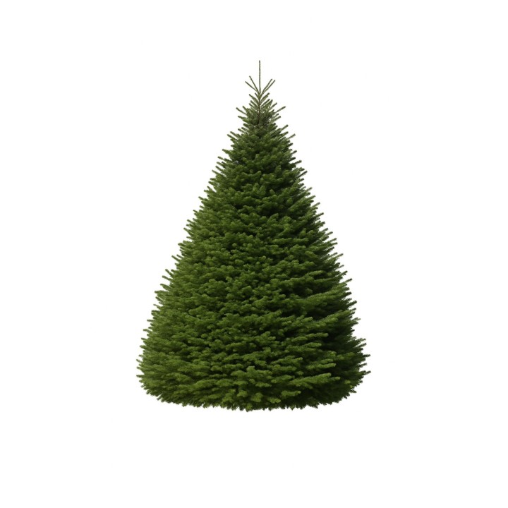Sapin vert en forme de cône, dense et bien fourni, sur fond blanc.