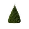 Grand sapin Nordmann | SAPINS.BE SRL Sapins.be vous propose des sapins Nordmann coupés de 300 à 500 cm avec une base d’eau ou une croix. On le surnomme la Rolls Royce du sapin, ses aiguilles sont résistantes, c’est pour ces raisons que beaucoup de foyers belges ont remplacé leur sapin traditionnel par ce nouveau venu du Caucase. Depuis les années 2007, nous développons la culture de Nordmann en Belgique. Ce sapin robuste forme une pyramide magnifique, d’un vert brillant. Pourquoi choisir le Nordmann naturel coupé ? C’est un arbre noble, d’une forme conique harmonieuse avec des étages bien marqués, facilitant sa décoration lors des fêtes de fin d’année. Mais là ne sont pas ses seuls atouts :Ultra frais, nos arbres de Noël ne sont pas coupés avant le 20 novembre. Coloris vert foncé, intense et brillant, avec des reflets glacés pour un effet hiver extraordinaire. Aiguilles souples, douces et résistantes. C’est le sapin idéal pour éviter les saletés car il garde ses aiguilles, même desséché. Résistant. Bien qu’il soit déconseillé de placer le sapin près d’une importante source de chauffage, la variété d’arbre Nordmann résiste particulièrement bien à la chaleur. Peu odorant. Son odeur discrète est optimale pour les lieux divers ou les surfaces commerciales ne se mariant pas avec l’odeur du sapin. Forme conique et régularité des branches. C’est un sapin magnifique qui est particulièrement facile à décorer. Durable et robuste. Vous pouvez garder sans aucun problème votre Nordmann du 1er décembre à début janvier. Même desséché, le sapin garde des allures d’arbre vivant. Touffu. Parce que sa croissance est relativement lente, c’est un arbre densément garni et dont les branches se disposent naturellement de manière très harmonieuse.Le Nordmann et Sapins.be, une expertise qui se développe Le Nordmann a longtemps été une espèce monopolisée par le Danemark particulièrement adapté pour cette espèce. Mais depuis quelques années la Belgique cultive également cet arbre de noël noble. Sapins.be a particulièrement poussé le développement de cette culture. C’est pourquoi notre production est majoritairement belge, presqu’à 100%. Depuis des années, nous travaillons avec un producteur de confiance. Nous lui imposons une qualité irréprochable pour chacun des sapins commandés. Pour l’anecdote : cet arbre tient son nom du botaniste finnois qui l’a découvert en Géorgie au 19ème siècle : Alexander Von Nordmann. En savoir plus sur nos services ou nos idées de déco ? Spécialiste de la décoration, la commercialisation et la livraison de sapins de Noël, Sapins.be est à votre disposition pour vos commandes en ligne ou si vous avez la moindre question. N’hésitez-pas à nous contacter via notre formulaire de contact en ligne. Nous vous répondons dans les plus brefs délais. Grand sapin Nordmann | SAPINS.BE SRL Sapins.be vous propose des sapins Nordmann coupés de 300 à 500 cm avec une base d’eau ou une croix. On le surnomme la Rolls Royce du sapin, ses aiguilles sont résistantes, c’est pour ces raisons que beaucoup de foyers belges ont remplacé leur sapin traditionnel par ce nouveau venu du Caucase. Depuis les années 2007, nous développons la culture de Nordmann en Belgique. Ce sapin robuste forme une pyramide magnifique, d’un vert brillant. Pourquoi choisir le Nordmann naturel coupé ? C’est un arbre noble, d’une forme conique harmonieuse avec des étages bien marqués, facilitant sa décoration lors des fêtes de fin d’année. Mais là ne sont pas ses seuls atouts :Ultra frais, nos arbres de Noël ne sont pas coupés avant le 20 novembre. Coloris vert foncé, intense et brillant, avec des reflets glacés pour un effet hiver extraordinaire. Aiguilles souples, douces et résistantes. C’est le sapin idéal pour éviter les saletés car il garde ses aiguilles, même desséché. Résistant. Bien qu’il soit déconseillé de placer le sapin près d’une importante source de chauffage, la variété d’arbre Nordmann résiste particulièrement bien à la chaleur. Peu odorant. Son odeur discrète est optimale pour les lieux divers ou les surfaces commerciales ne se mariant pas avec l’odeur du sapin. Forme conique et régularité des branches. C’est un sapin magnifique qui est particulièrement facile à décorer. Durable et robuste. Vous pouvez garder sans aucun problème votre Nordmann du 1er décembre à début janvier. Même desséché, le sapin garde des allures d’arbre vivant. Touffu. Parce que sa croissance est relativement lente, c’est un arbre densément garni et dont les branches se disposent naturellement de manière très harmonieuse.Le Nordmann et Sapins.be, une expertise qui se développe Le Nordmann a longtemps été une espèce monopolisée par le Danemark particulièrement adapté pour cette espèce. Mais depuis quelques années la Belgique cultive également cet arbre de noël noble. Sapins.be a particulièrement poussé le développement de cette culture. C’est pourquoi notre production est majoritairement belge, presqu’à 100%. Depuis des années, nous travaillons avec un producteur de confiance. Nous lui imposons une qualité irréprochable pour chacun des sapins commandés. Pour l’anecdote : cet arbre tient son nom du botaniste finnois qui l’a découvert en Géorgie au 19ème siècle : Alexander Von Nordmann. En savoir plus sur nos services ou nos idées de déco ? Spécialiste de la décoration, la commercialisation et la livraison de sapins de Noël, Sapins.be est à votre disposition pour vos commandes en ligne ou si vous avez la moindre question. N’hésitez-pas à nous contacter via notre formulaire de contact en ligne. Nous vous répondons dans les plus brefs délais.