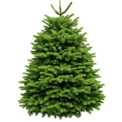 Sapin Nordmann taillé