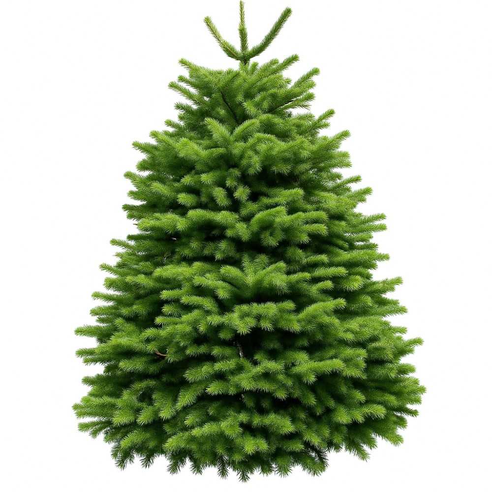 Sapin Nordmann taillé