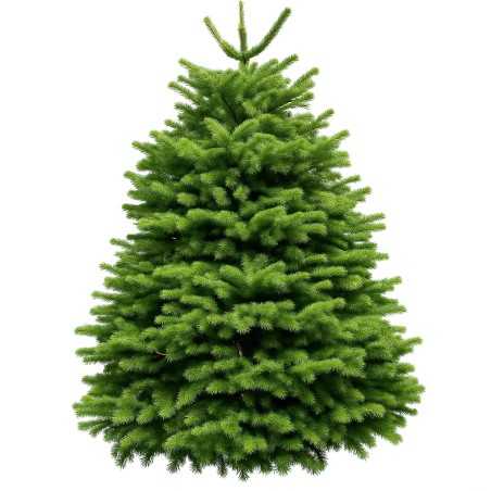 Sapin Nordmann taillé Sapin Nordmann taillé