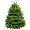 Sapin Nordmann taillé Sapin Nordmann taillé