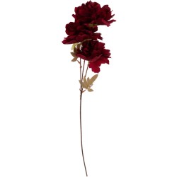 A tall, elegant stem with deep red flowers and subtle green leaves.