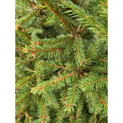 Lush green pine branches with fine needles and a rich, textured appearance.