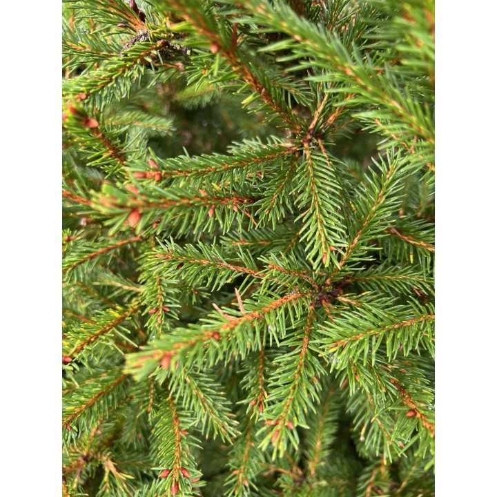 Lush green pine branches with fine needles and a rich, textured appearance.