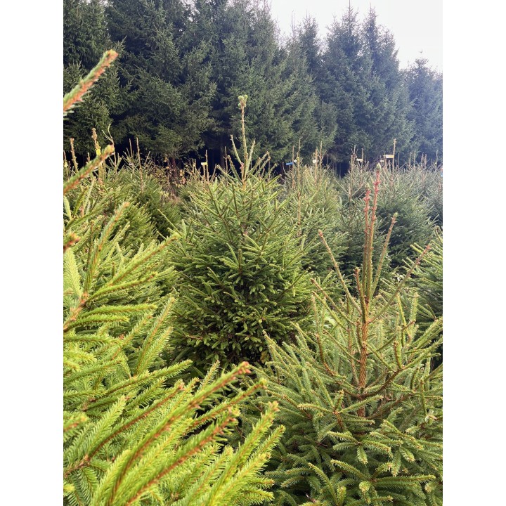 A lush field of evergreen trees with varying heights and vibrant green foliage.