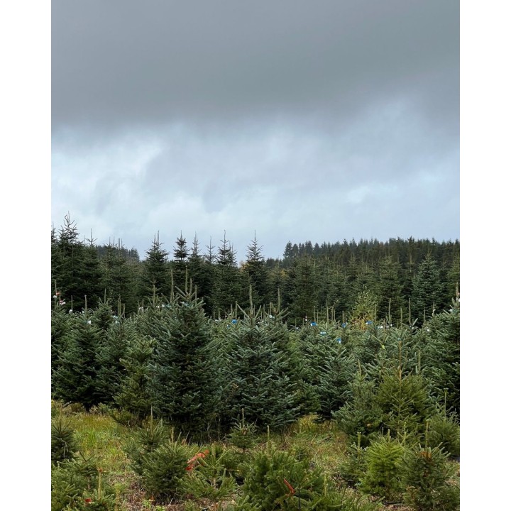 Un champ de sapins verdoyants sous un ciel nuageux et gris.