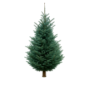 Fraseri Christmastree