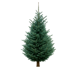 A lush green Christmas tree with dense, pointed branches and a natural trunk.