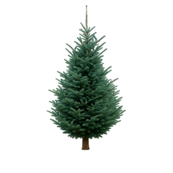 Een groene dennenboom met volle takken en een stevige stam, tegen een witte achtergrond.