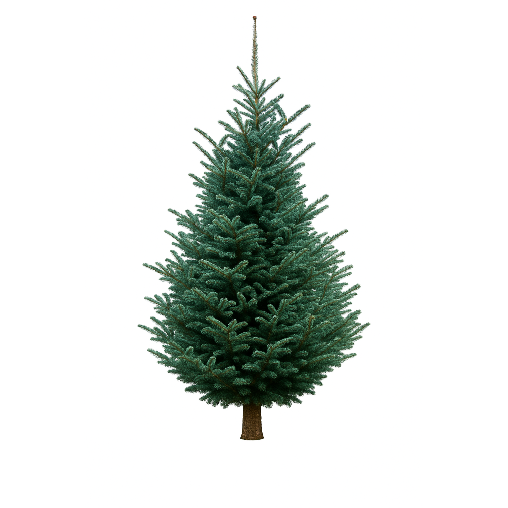 Een groene dennenboom met volle takken en een stevige stam, tegen een witte achtergrond.