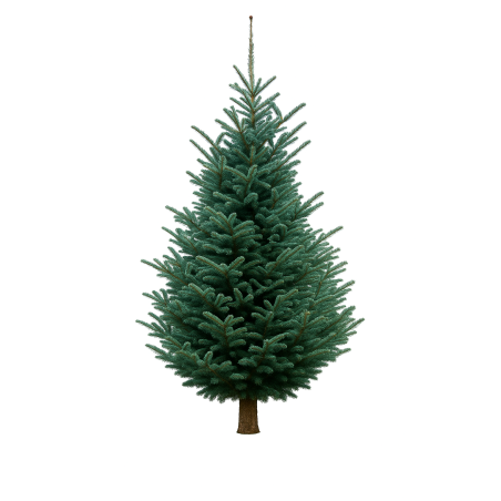 Een groene dennenboom met volle takken en een stevige stam, tegen een witte achtergrond. Een groene dennenboom met volle takken en een stevige stam, tegen een witte achtergrond.