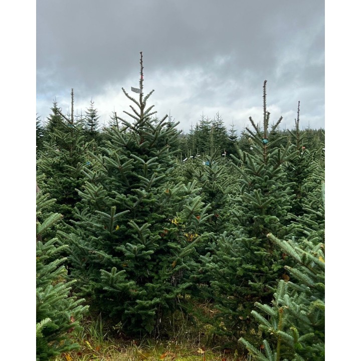 Een bos met groene kerstbomen onder een bewolkte lucht.