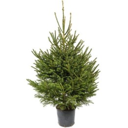 Sapin vert luxuriant en pot, branches touffues et élancées, parfait pour les fêtes.