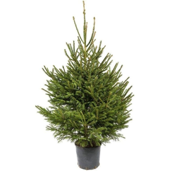 A lush green evergreen tree in a black pot, with a full, triangular shape.