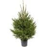 Een groene kerstboom in een zwarte pot, met volle takken en spitse toppen.