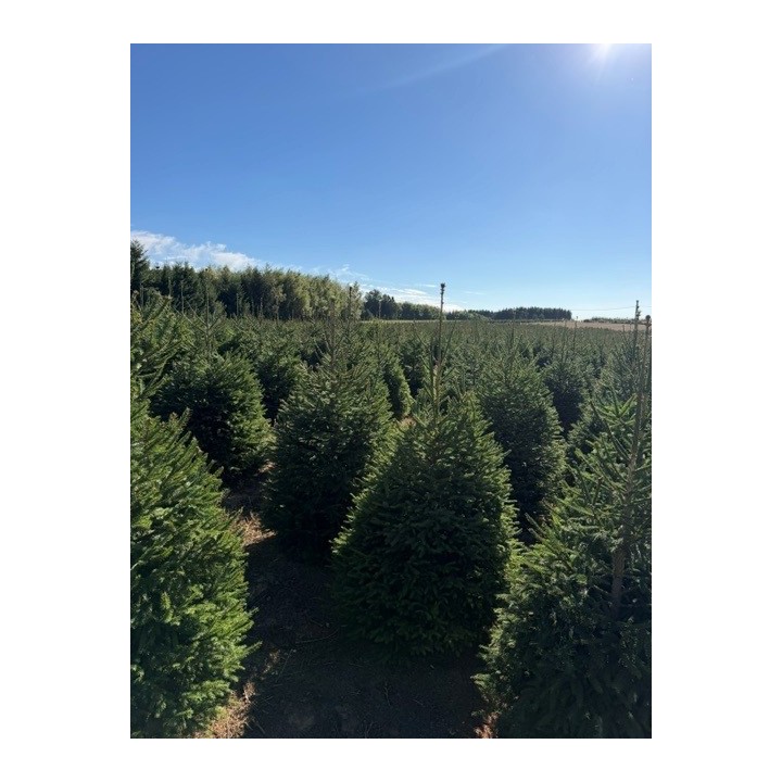 Forêts de conifères aux nuances vertes, sapins denses aux formes variées.
