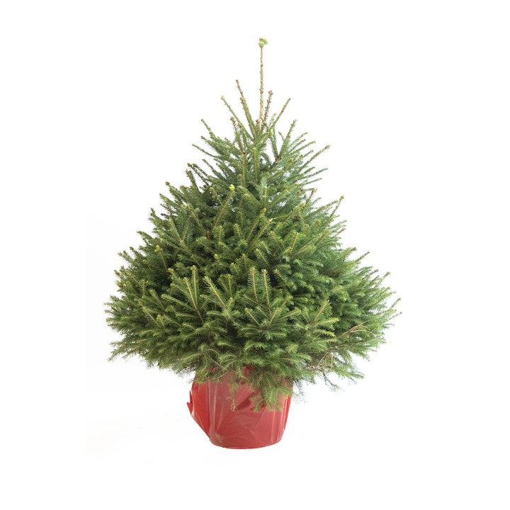 sapin epicea pot rouge