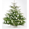 Pied de sapin Pied de sapin