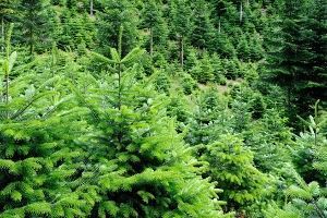 Sapin Nordmann des Ardennes en Belgique