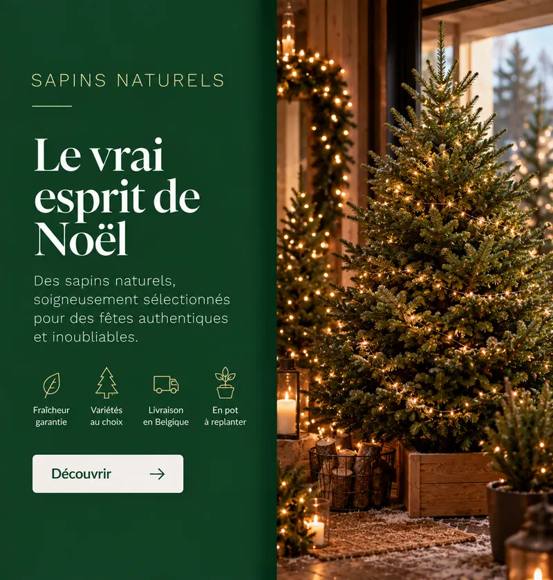 La beauté authentique d'un sapin naturel, livré en Belgique