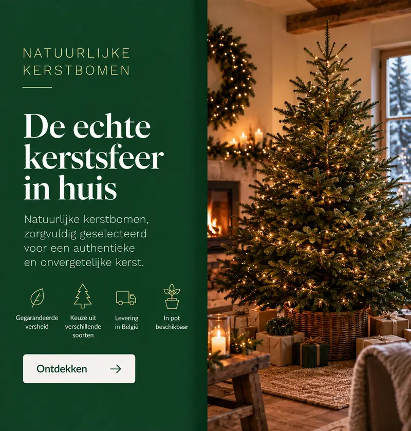 De authentieke schoonheid van een echte kerstboom, geleverd in België