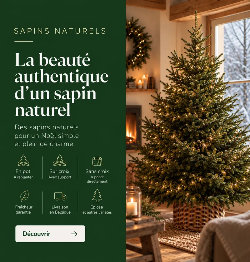 Le vrai esprit de Noël : nos sapins naturels, livrés en Belgique