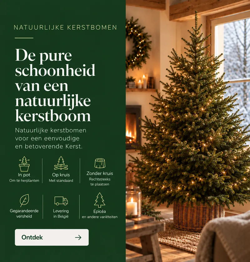 De echte kerstsfeer: onze natuurlijke kerstbomen, geleverd in België